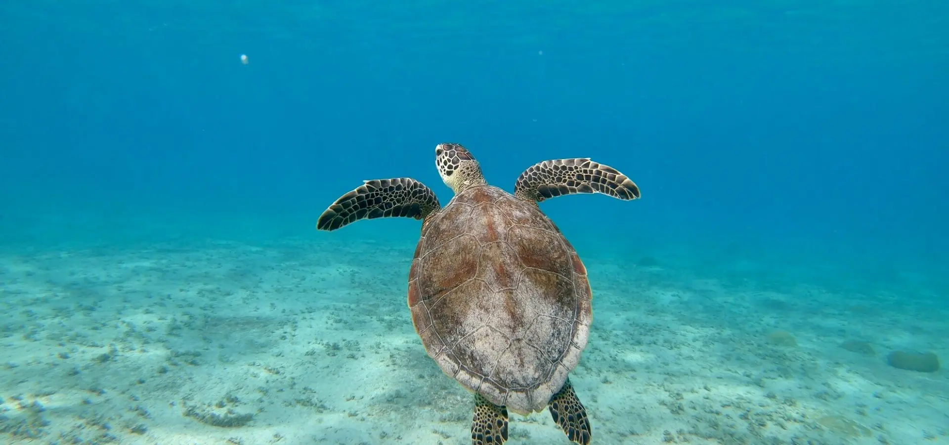 Avila Reizen Curaçao Beautiful turtle