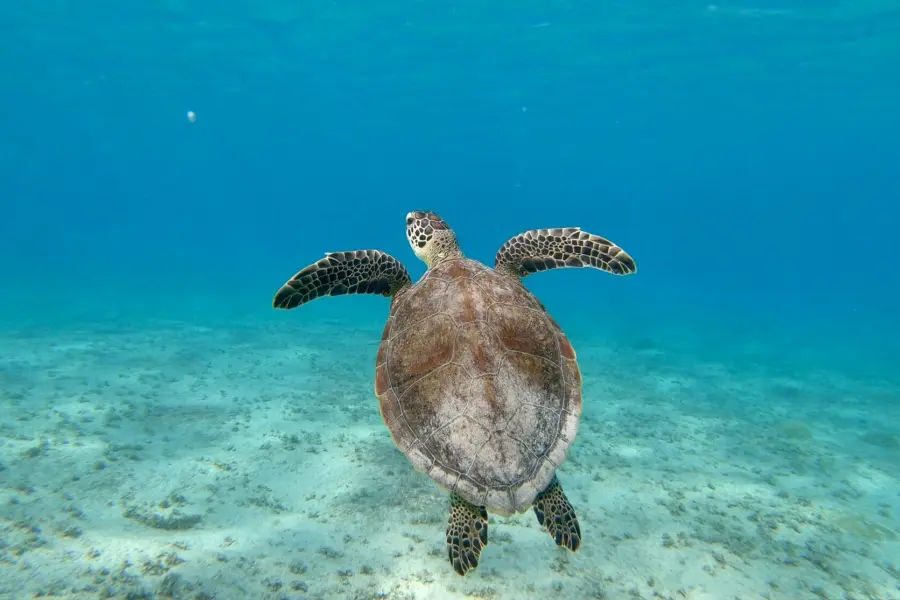 Avila Reizen Curaçao Beautiful turtle