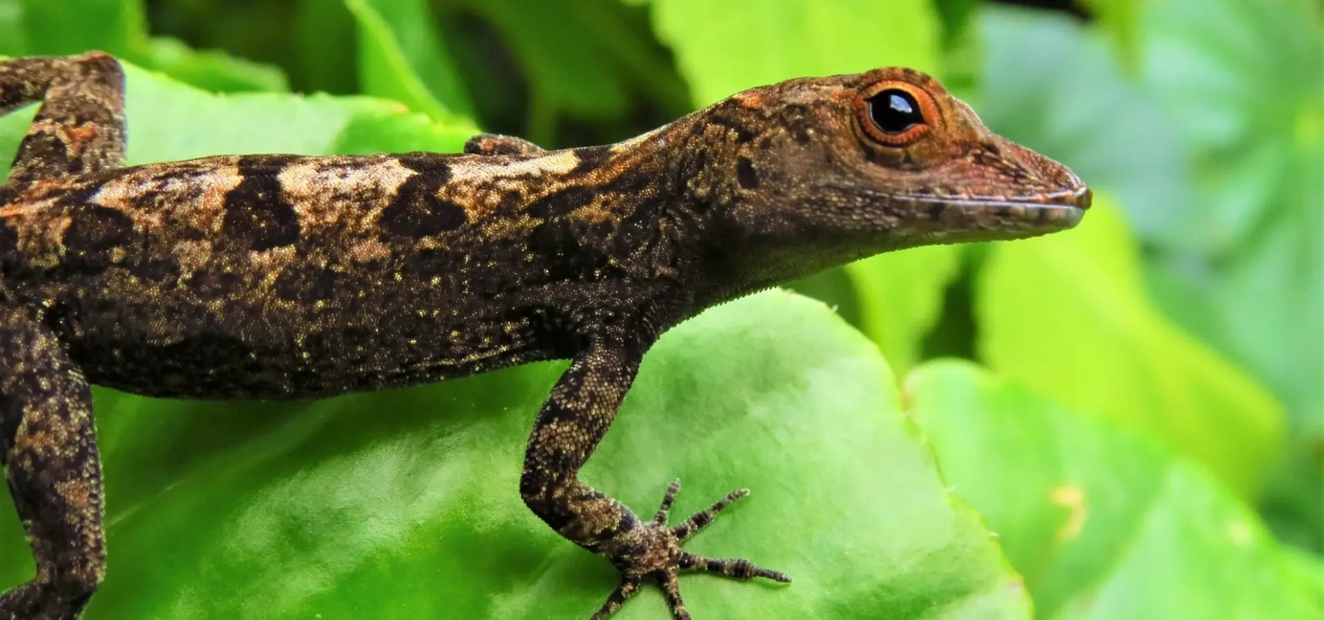 Avila Reizen Dominica lizard 3149890 1920
