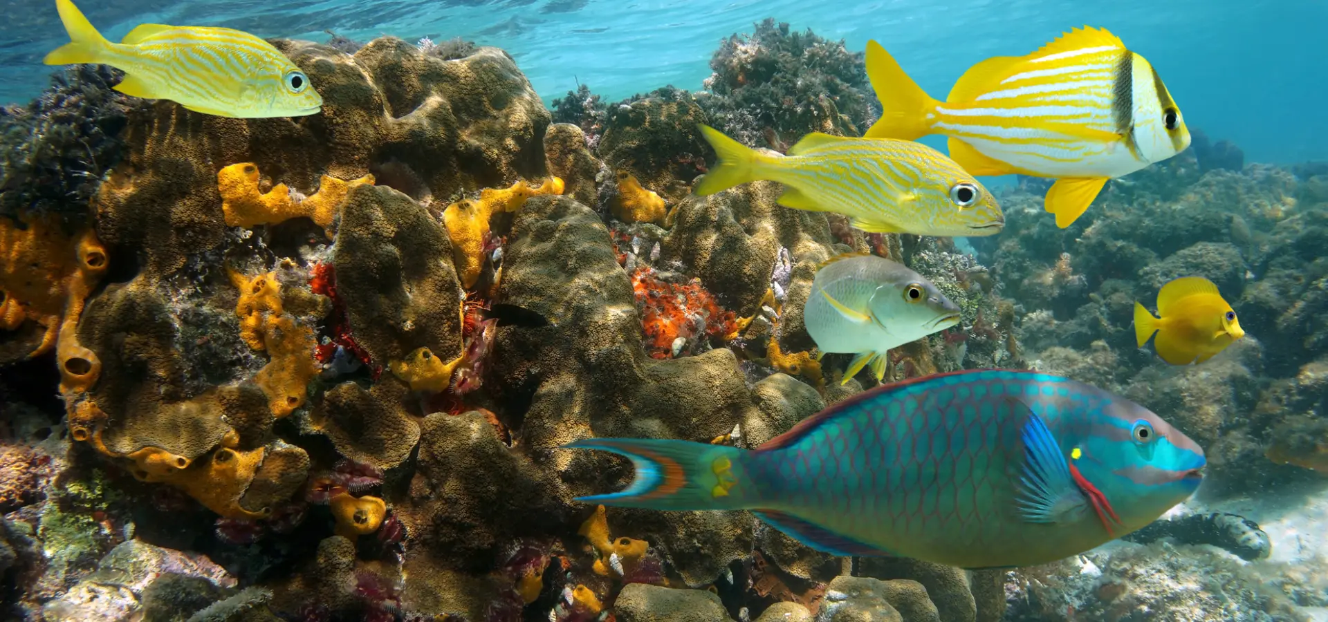 Snorkeling