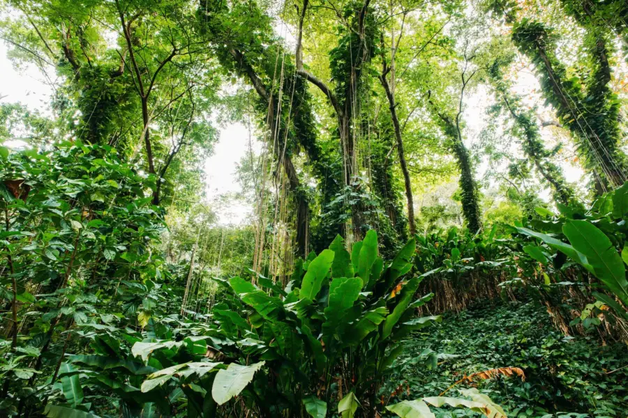 Jamaica Rainforest