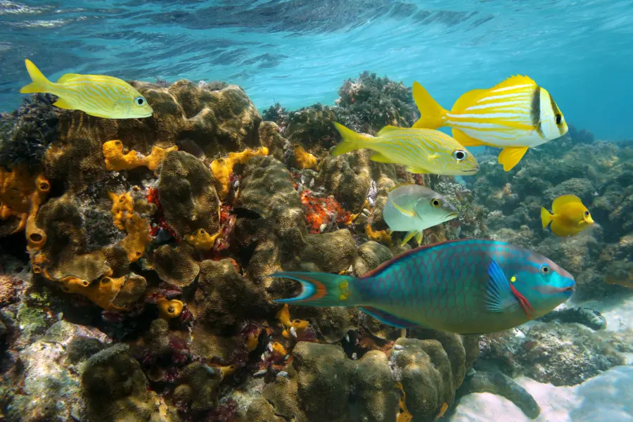 Snorkeling