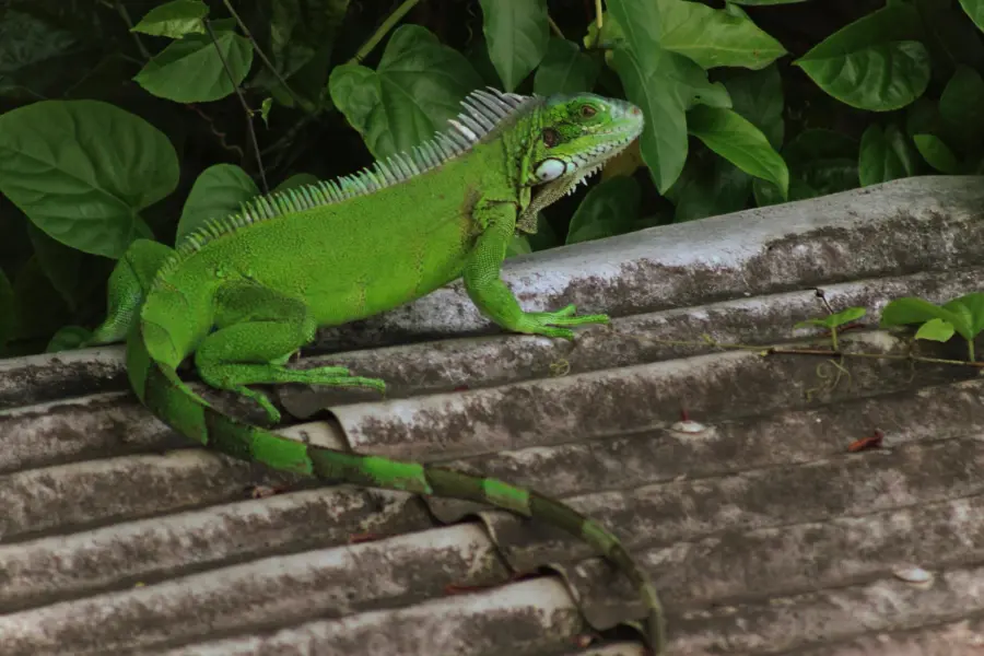 Avila Reizen Trinidad Tabago 19