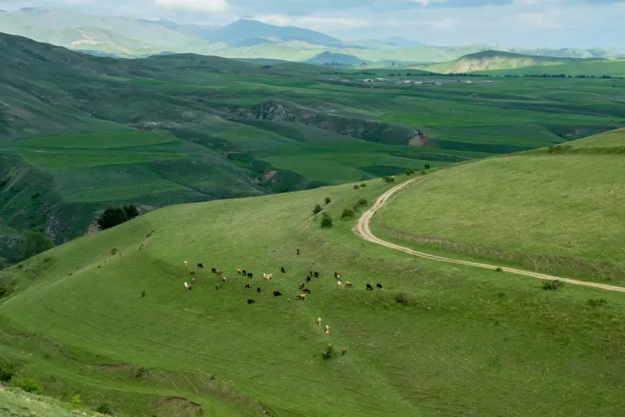 Avila Reizen Armenia green