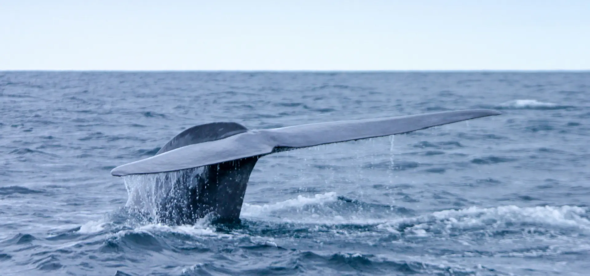 Avila Reizen Azoren whalre