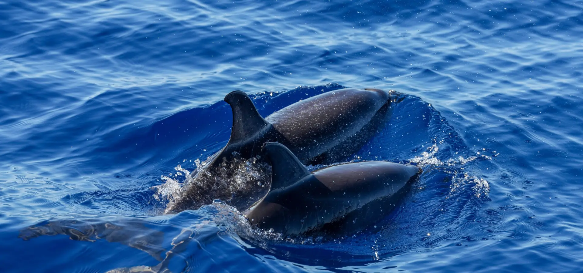 Avila Reizen Azoren Dolphins