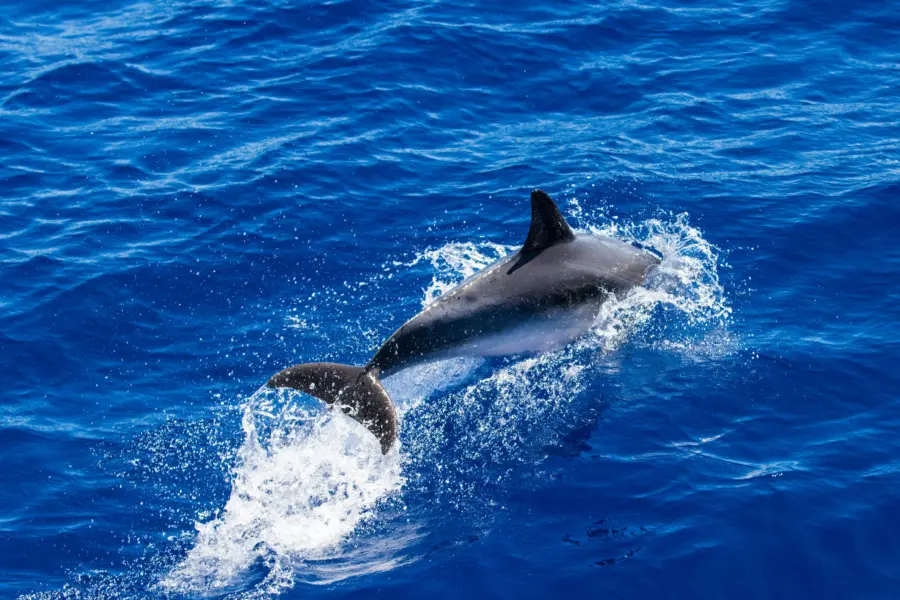 Avila Reizen Azoren dolphin