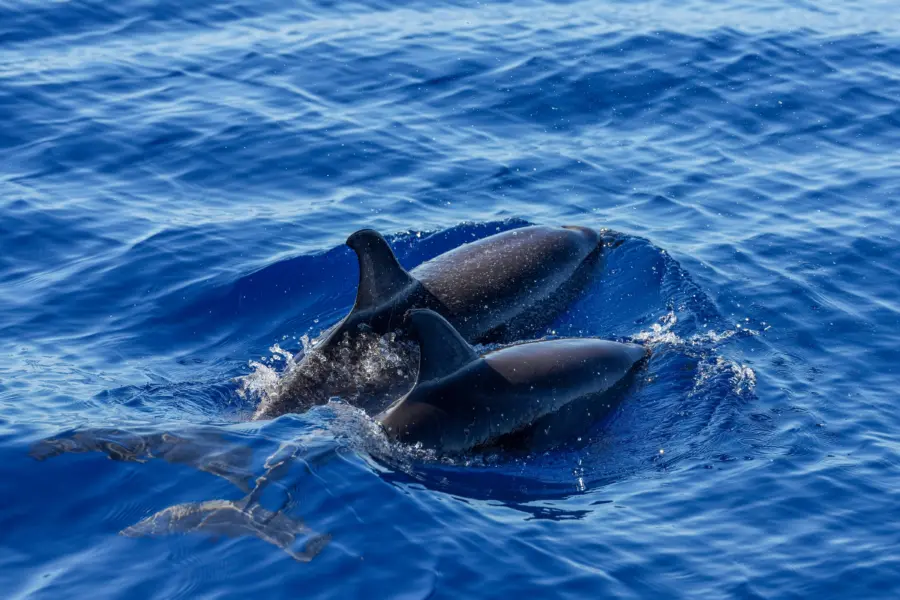 Avila Reizen Azoren Dolphins