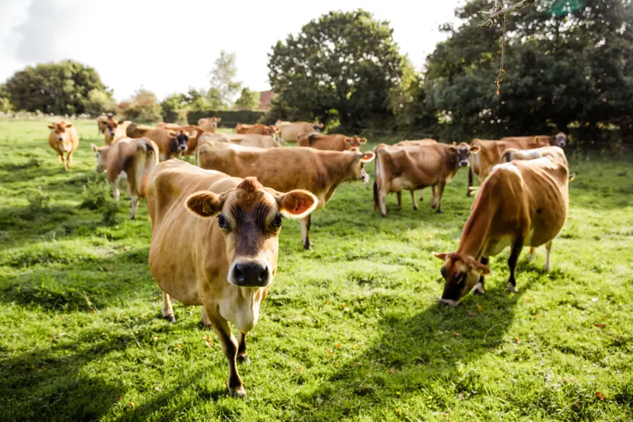 Avila Reizen Engeland Jersey Cow