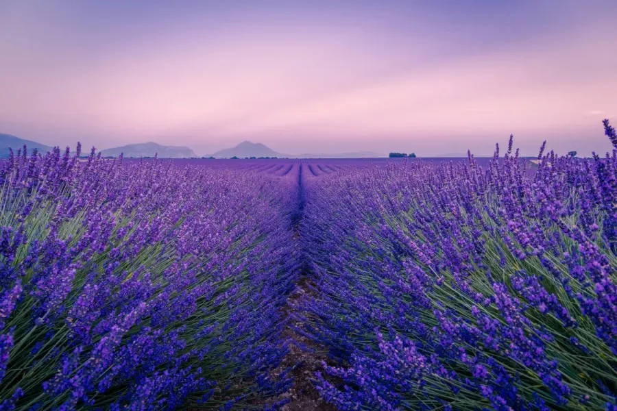 Avila Reizen Frankrijk Valensole France