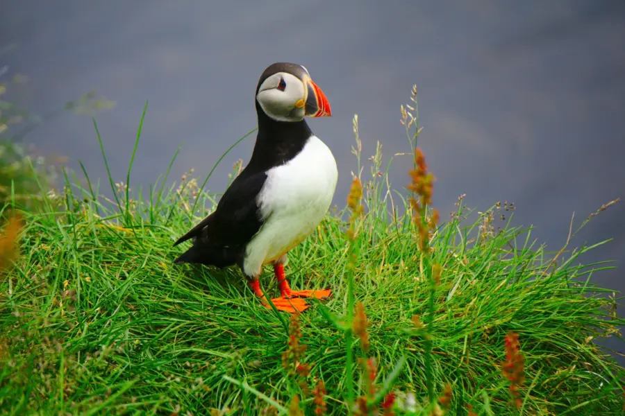 Avila Reizen I Jsland Borgarfjarðarhöfn Iceland