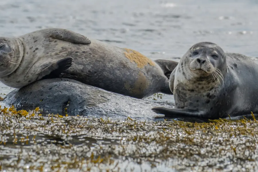 Avila Reizen I Jsland zeehonden