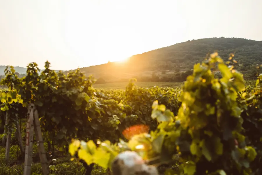 Avila Reizen Moldavië wijngaard