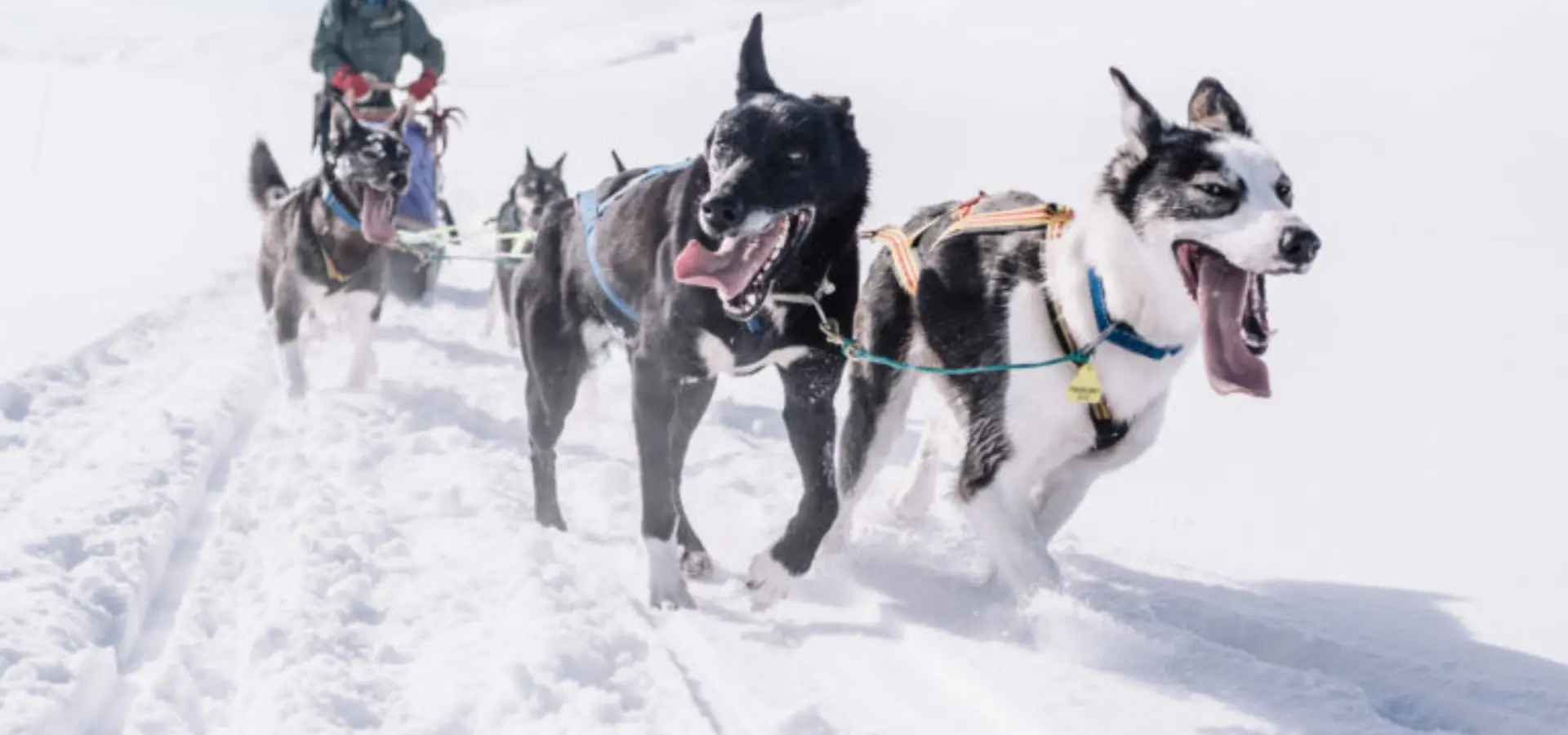 Avila Reizen Trasti Trine Husky