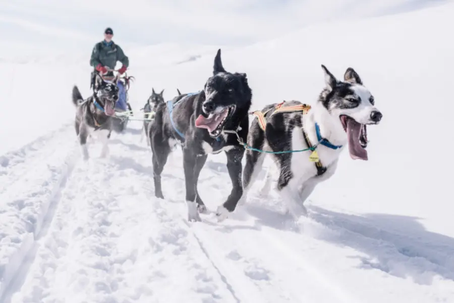 Avila Reizen Trasti Trine Husky