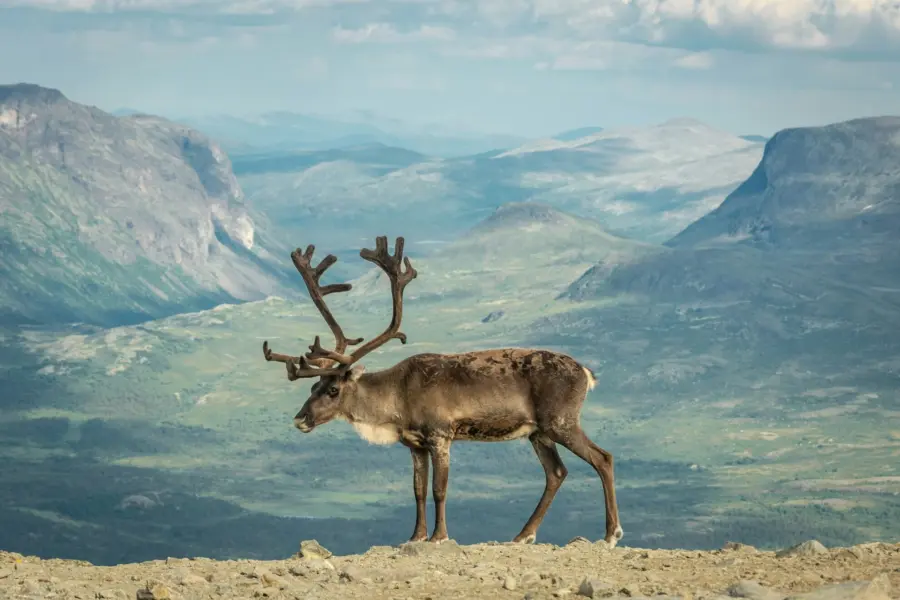 Avila Reizen Noorwegen Jotunheimen National Park norway