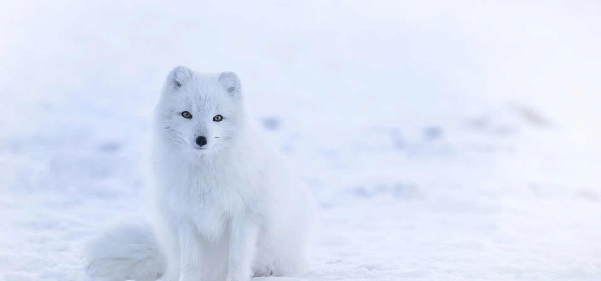 Avila Reizen Spitsbergen oming to sit next to the window and beg for some extra snacks She is tame but still wild and comes and goes as pleased The foxes