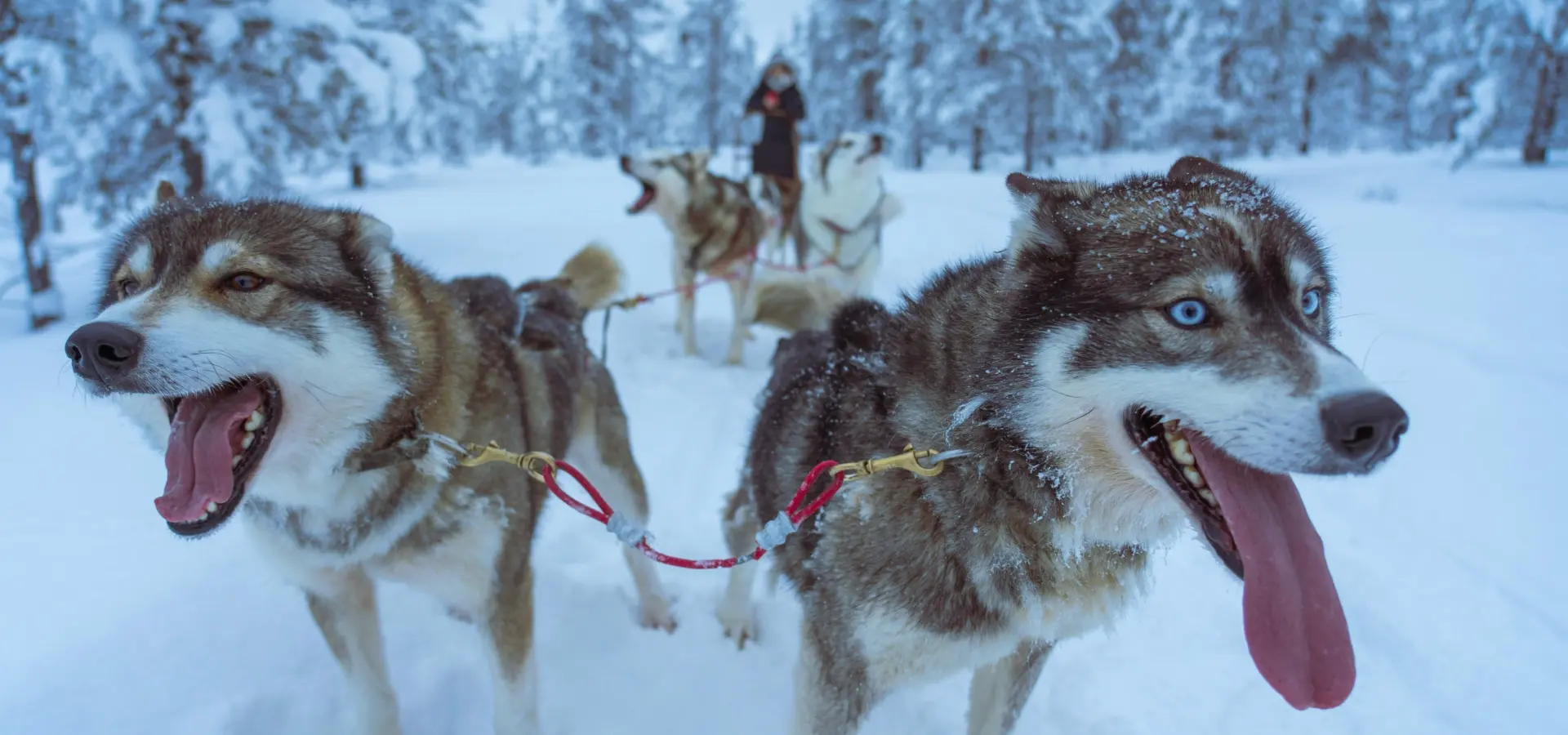 Avila Reizen Sweden Husky