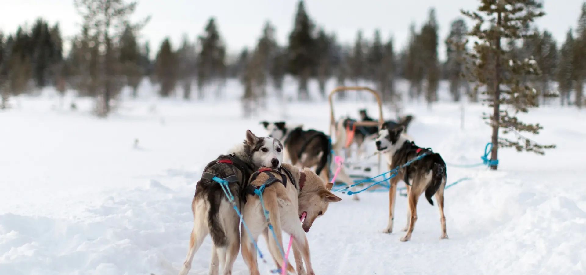 Avila Reizen Finland husky tocht honden