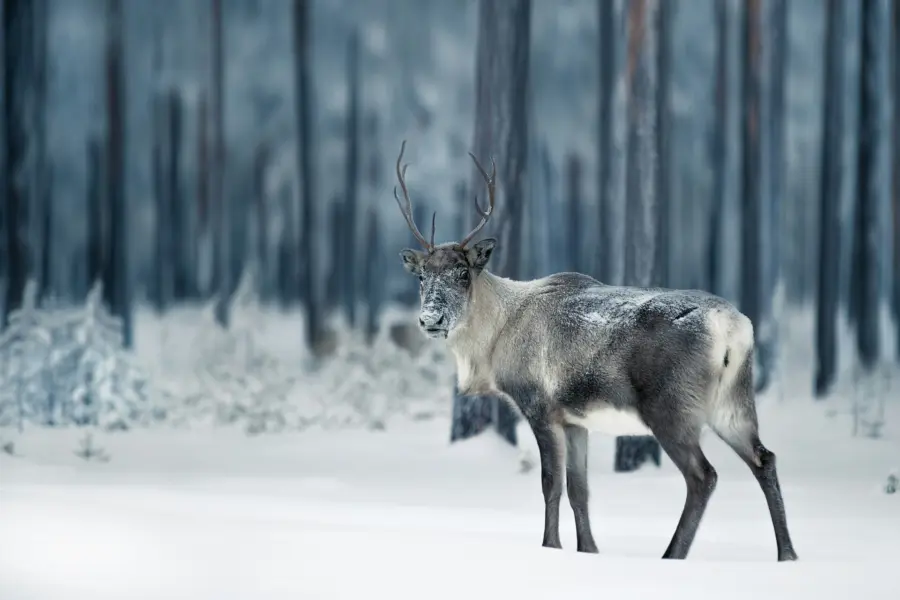 Avila Reizen Finland Lapland Rendier
