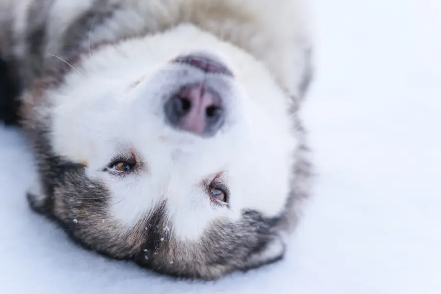 Avila Reizen Finland Lapland Husky 2 kopie