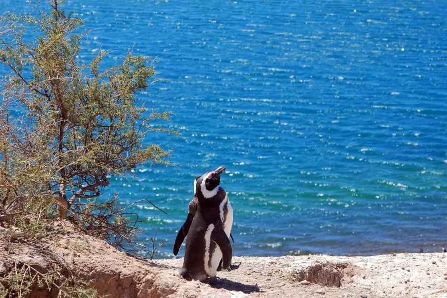Avila Reizen Argentinië Peninsula Valdes pinguin