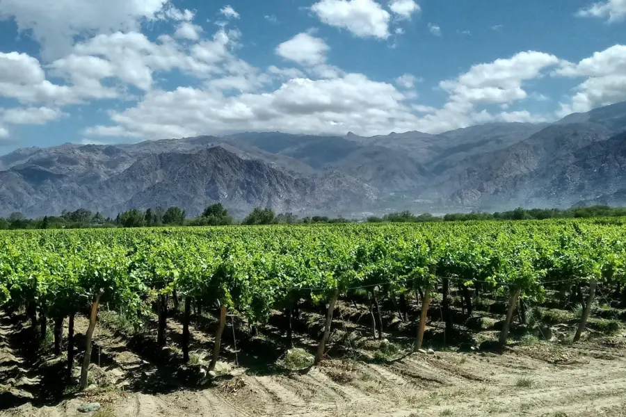 Avila Reizen Argentinië Cafayate wijnstokken met bergen