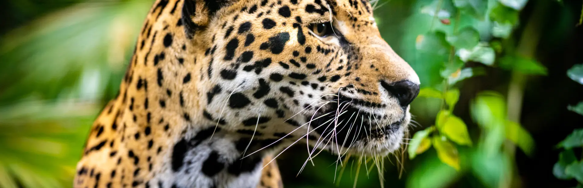 Avila Reizen Belize Jaguar