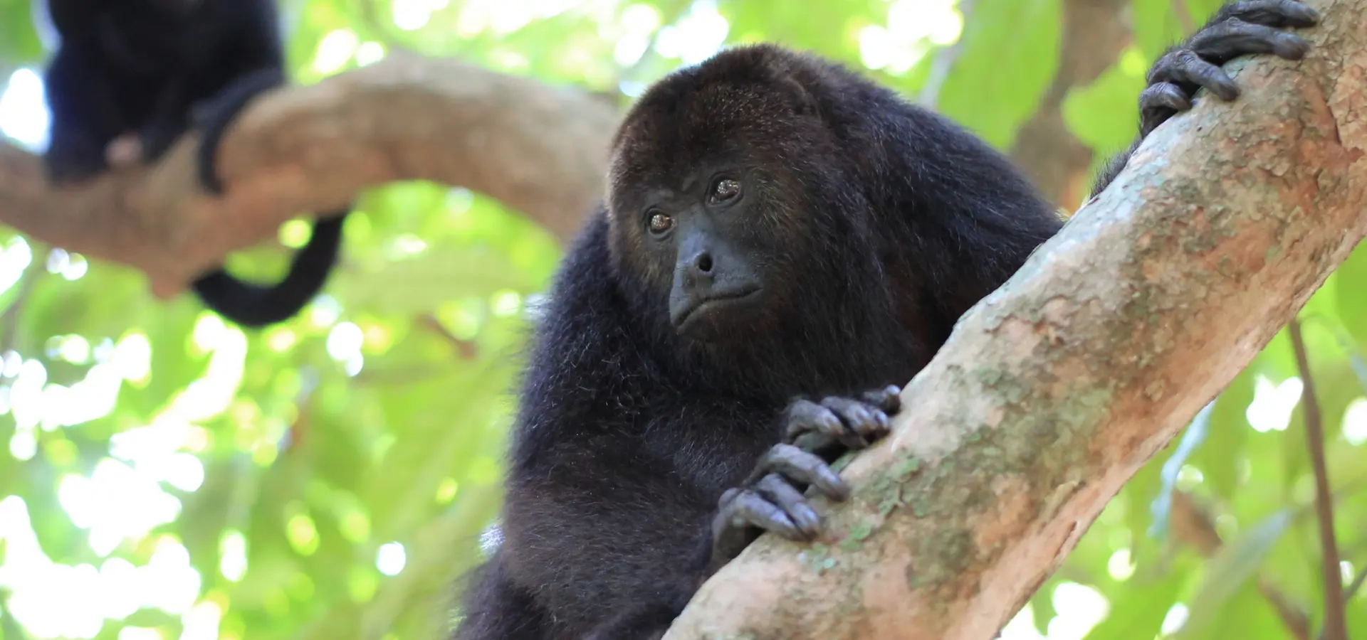 Avila Reizen Belize Latijns Amerika wildlife howlermokey