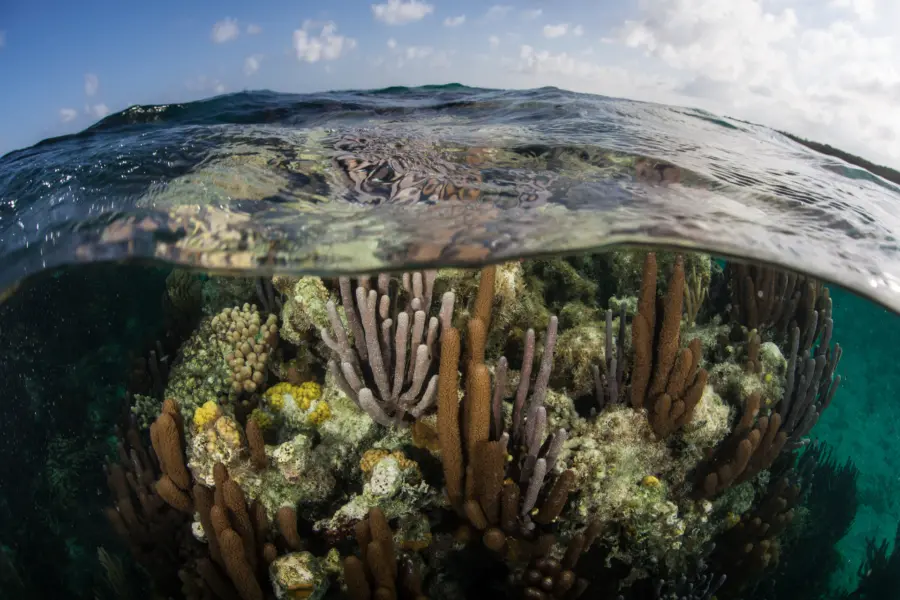 Avila Reizen Belize Latijns Amerika Marine world