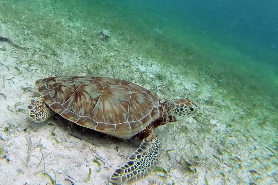 Avila Reizen Belize Latijns Amerika turtle onderwater