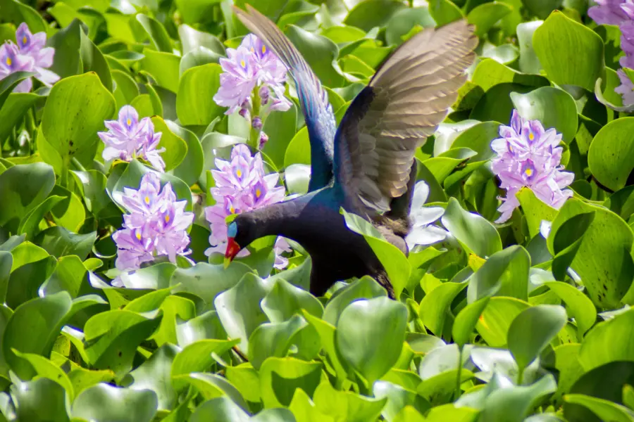 Avila Reizen Belize birds