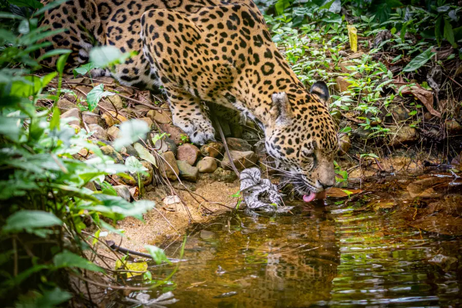 Avila Reizen Belize Jaguar 8