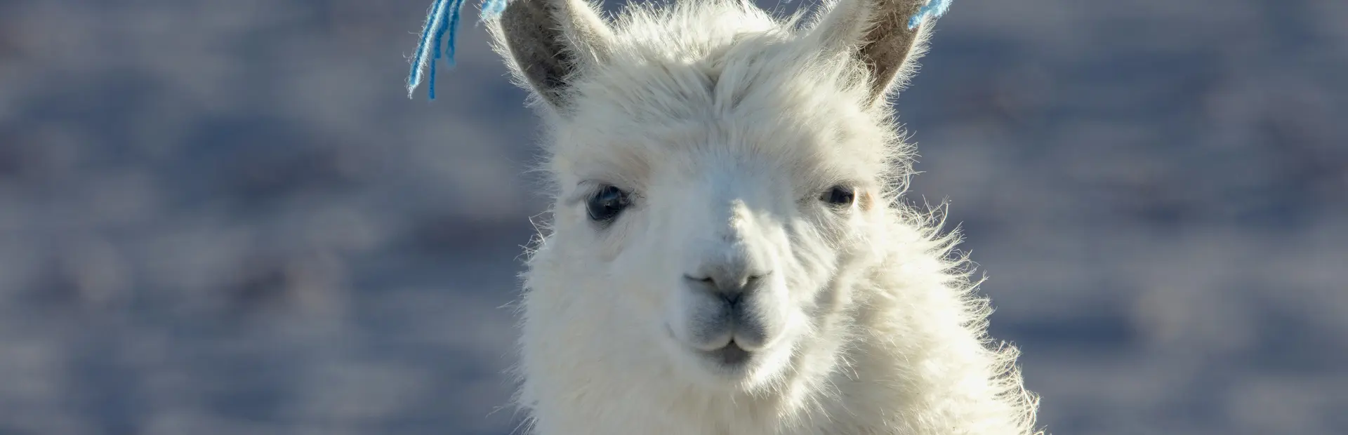 Bolivia Latijns Amerika Lama Closeup