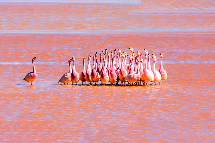 Bolivia Latijns Amerika Flamingos