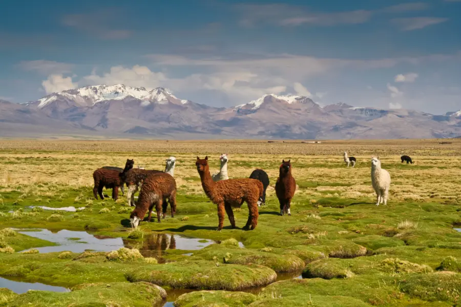 Bolivia Latijns Amerika lama