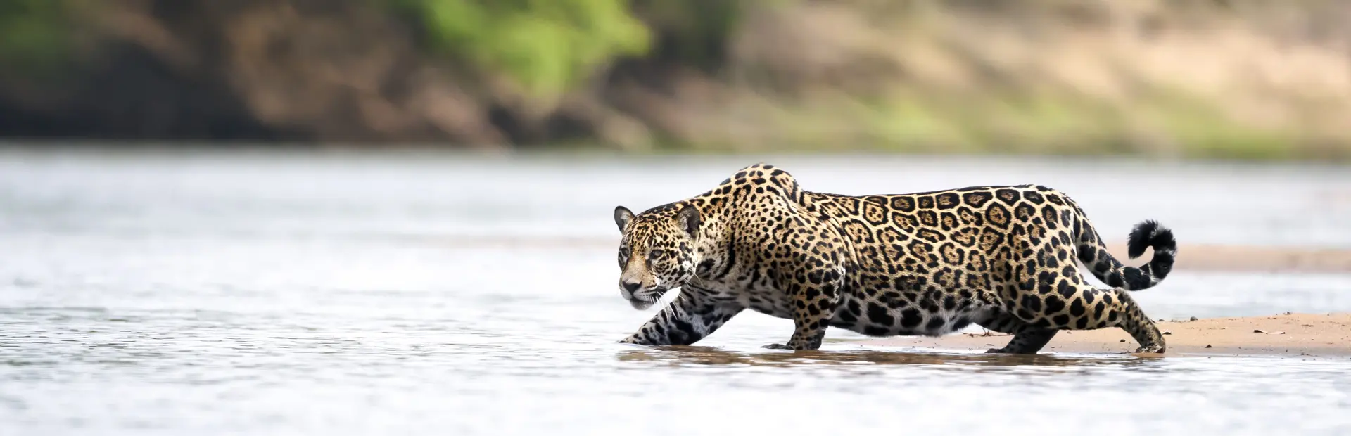 Avila reizen Pantanal Jaguar Brasilie