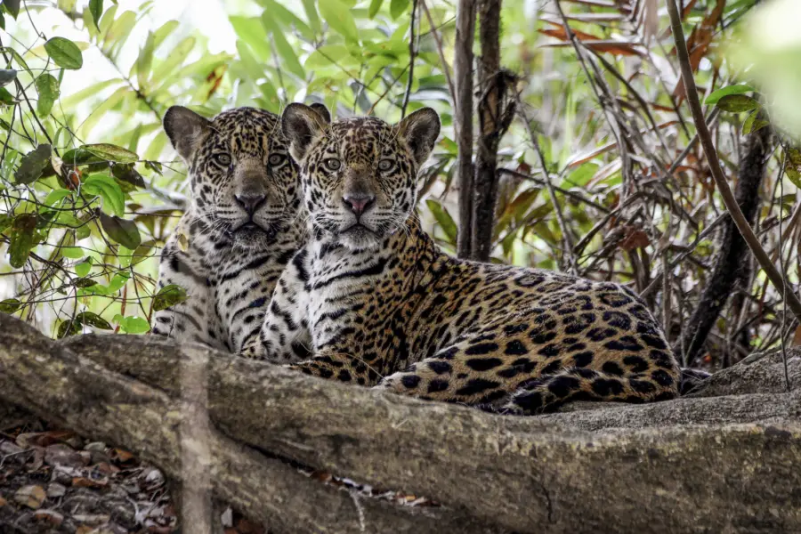 Avila reizen Pantanal Jaguar Brasilie2