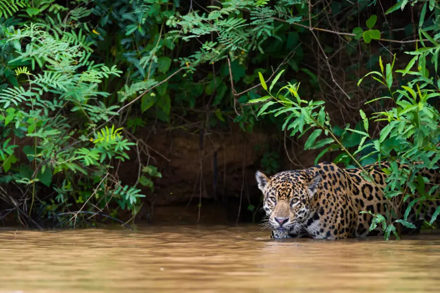 Avila reizen Pantanal Jaguar Brasilie water