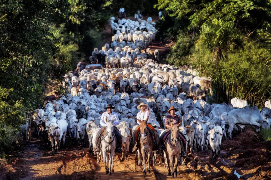 Avila Reizen Brasil Pantanal 2 RAYMOND RUTTING