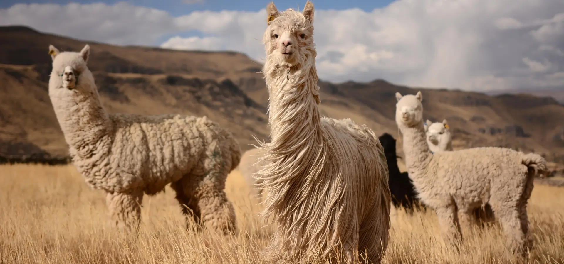 Avila Reizen Chili lama