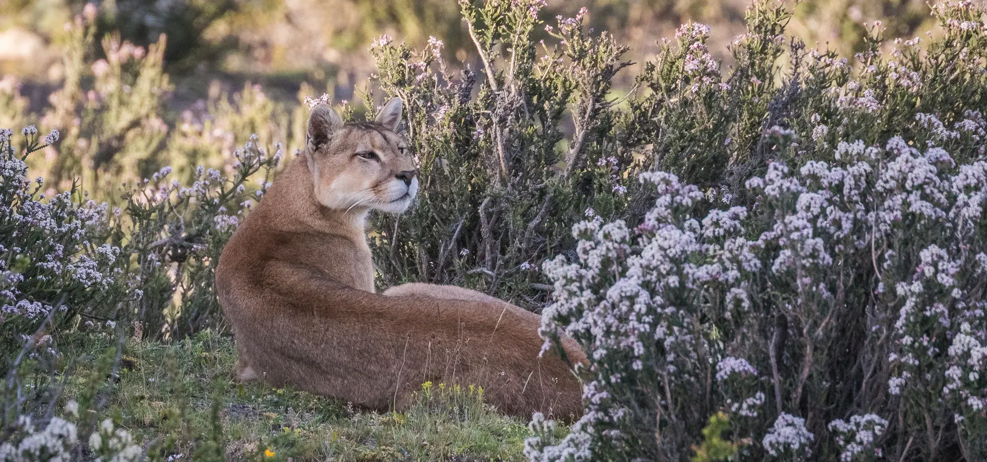 Avila Reizen Chili Patagonie PUMA