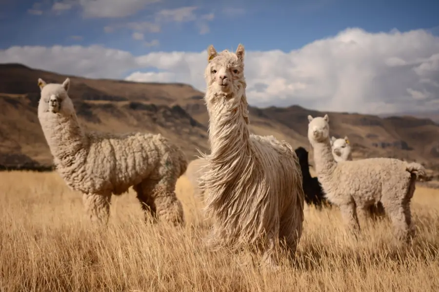 Avila Reizen Chili lama