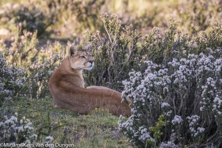 Avila Reizen Chili Patagonie PUMA