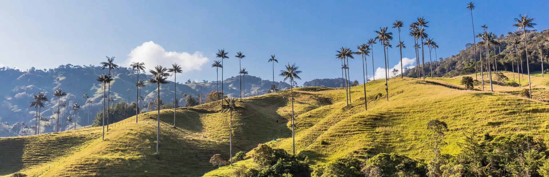 Avila Reizen Colombia Koffie Zone