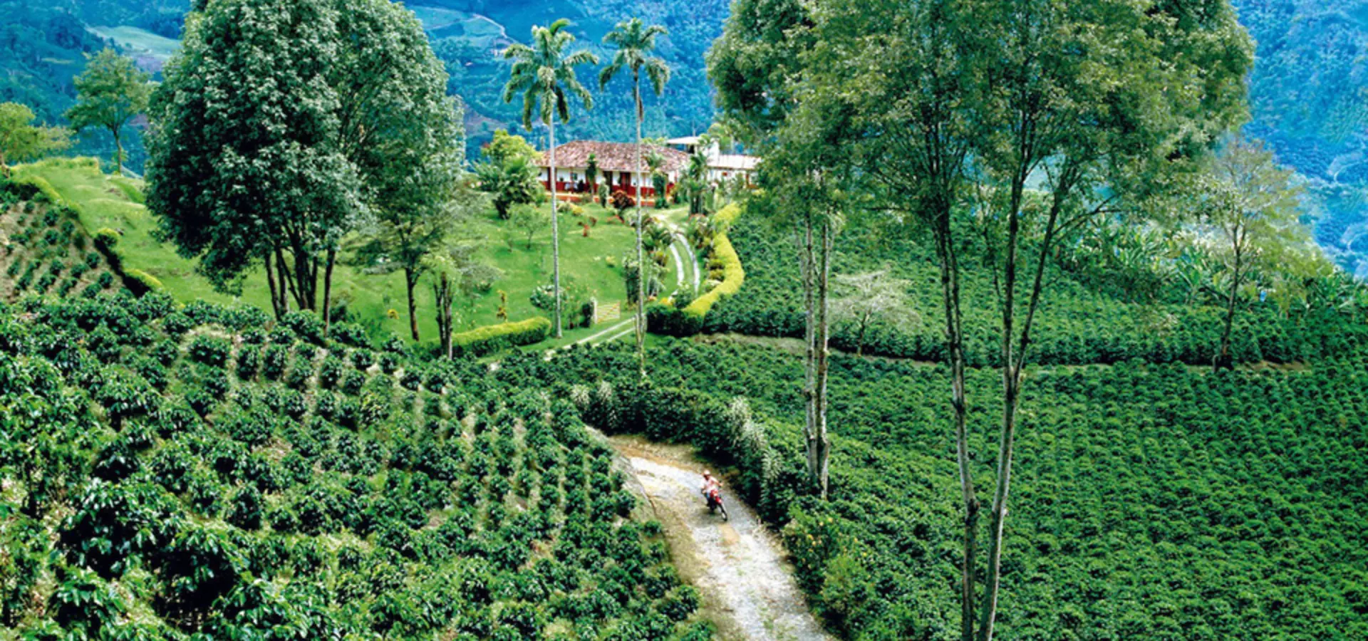 Avila Reizen Colombia koffie regio