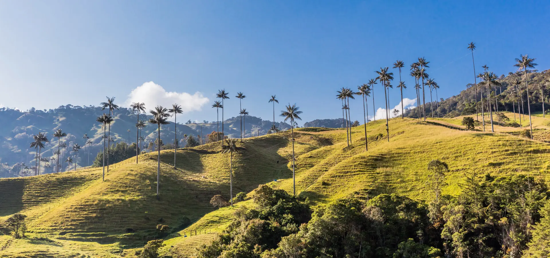 Avila Reizen Colombia Koffie Zone