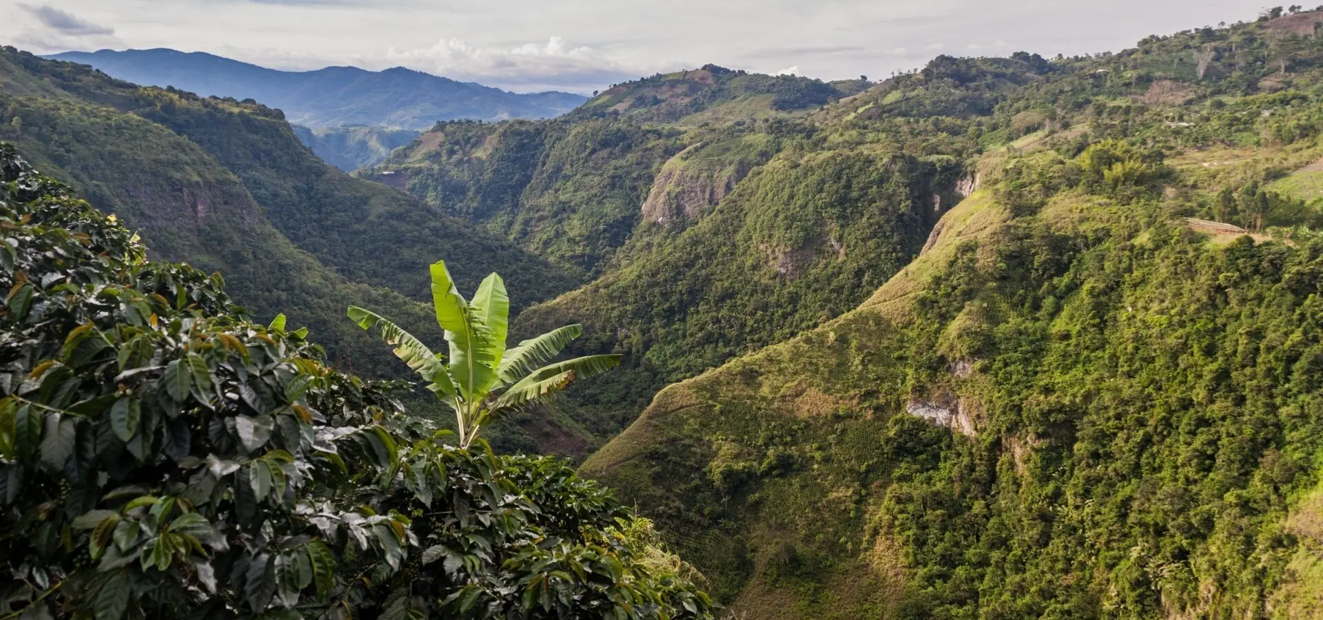Avila Reizen Colombia koffie