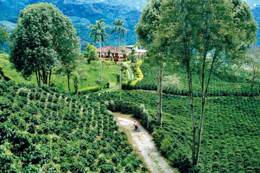 Avila Reizen Colombia koffie regio