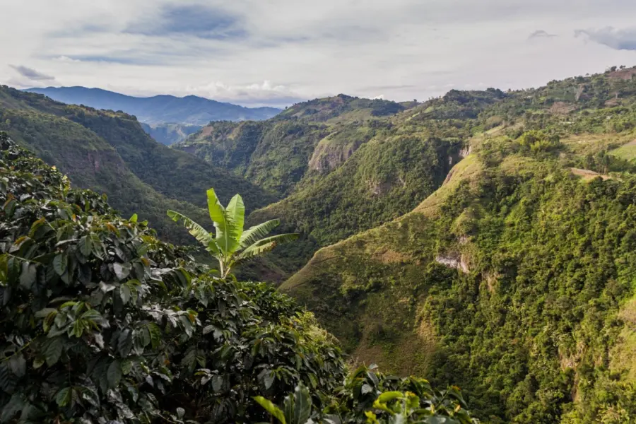 Avila Reizen Colombia koffie